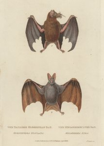 Tailless Glossophag Bat og Megaderme Lyre Bat (farget gravering) av James (after) Basire
