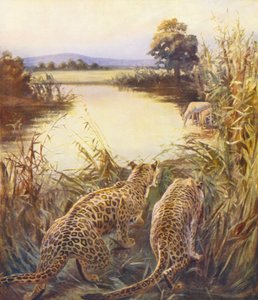 Holy Land: Leopards i quot;The Pride of Jordanquot; (farge litho)