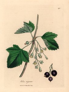Solbærtre, Ribes nigrum, fra en botanisk illustrasjon av James Sowerby fra William Woodville og Sir William Jackson Hookers "Medical Botany" 1832 (håndfarget kobberstikk) av James (after) Sowerby