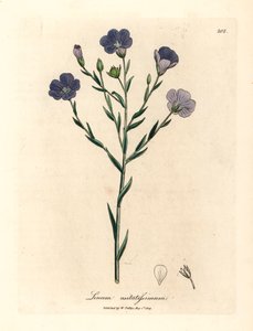 Blåblomstret lin, Linum usitatissimum, fra en botanisk illustrasjon av James Sowerby fra William Woodville og Sir William Jackson Hookers "Medical Botany" 1832 (håndfarget kobberstikk) av James (after) Sowerby