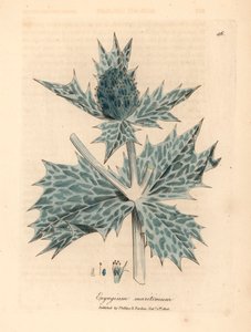 Blåblomstret kristtorn eller eryngo, Eryngium maritinum, fra en botanisk illustrasjon av James Sowerby fra William Woodville og Sir William Jackson Hookers "Medical Botany" 1832 (håndfarget kobberstikk) av James (after) Sowerby