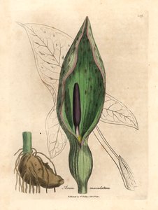 Vanlig arum, Arum maculatum, fra en botanisk illustrasjon av James Sowerby fra William Woodville og Sir William Jackson Hookers "Medical Botany" 1832 (håndfarget kobberstikk) av James (after) Sowerby