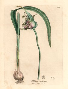 Vanlig dyrket hvitløk, Allium sativum, fra en botanisk illustrasjon av James Sowerby fra William Woodville og Sir William Jackson Hookers "Medical Botany" 1832 (håndfarget kobberstikk) av James (after) Sowerby