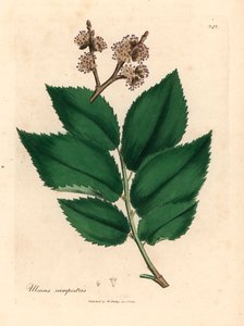 Vanlig almetre, Ulmus campestris, fra en botanisk illustrasjon av James Sowerby fra William Woodville og Sir William Jackson Hookers "Medical Botany" 1832 (håndfarget kobberstikk) av James (after) Sowerby