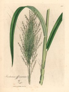 Vanlig sukkerrør, Saccharum officinarum, fra en botanisk illustrasjon av James Sowerby fra William Woodville og Sir William Jackson Hookers "Medical Botany" 1832 (håndfarget kobberstikk) av James (after) Sowerby