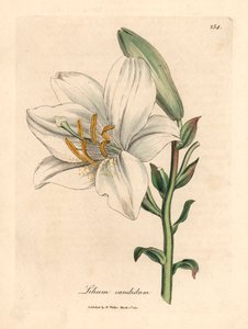 Vanlig hvit lilje, Lilium candidum, fra en botanisk illustrasjon av James Sowerby fra William Woodville og Sir William Jackson Hookers "Medical Botany" 1832 (håndfarget kobberstikk)