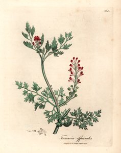 Crimson blomstret fumitory, Fumaria officinalis, fra en botanisk illustrasjon av James Sowerby fra William Woodville og Sir William Jackson Hookers "Medical Botany" 1832 (håndfarget kobberstikk)