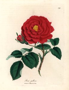 Crimson officinal rose, Rosa gallica, fra en botanisk illustrasjon av James Sowerby fra William Woodville og Sir William Jackson Hookers "Medical Botany" 1832 (håndfarget kobberstikk) av James (after) Sowerby
