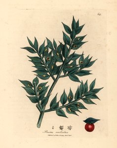 Grønnblomstret slakterkost, Ruscus aculeatus, fra en botanisk illustrasjon av James Sowerby fra William Woodville og Sir William Jackson Hookers "Medical Botany" 1832 (håndfarget kobberstikk) av James (after) Sowerby