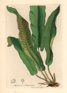 Harts-tongue bregne, Asplenium scolopendrium, fra en botanisk illustrasjon av James Sowerby fra William Woodville og Sir William Jackson Hookers "Medical Botany" 1832 (håndfarget kobberstikk) av James (after) Sowerby