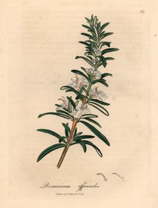 Lyseblå blomstret rosmarin, Rosmarinus officinalis, fra en botanisk illustrasjon av James Sowerby fra William Woodville og Sir William Jackson Hookers "Medical Botany" 1832 (håndfarget kobberstikk)