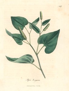 Lang pepper, Piper longum, fra en botanisk illustrasjon av James Sowerby fra William Woodville og Sir William Jackson Hookers "Medical Botany" 1832 (håndfarget kobberstikk) av James (after) Sowerby