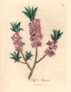 Rosablomstret mezereon, Daphne mezereum, fra en botanisk illustrasjon av James Sowerby fra William Woodville og Sir William Jackson Hookers "Medical Botany" 1832 (håndfarget kobberstikk) av James (after) Sowerby