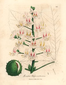 Rosa blomst og frukt av hestekastanjetreet, Aesculus hippocastanum, fra en botanisk illustrasjon av James Sowerby fra William Woodville og Sir William Jackson Hookers "Medical Botany" 1832 (håndfarget kobberstikk) av James (after) Sowerby