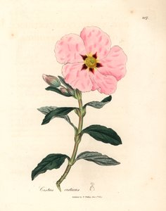 Rosablomstret kretisk cistus, Cistus creticus, fra en botanisk illustrasjon av James Sowerby fra William Woodville og Sir William Jackson Hookers "Medical Botany" 1832 (håndfarget kobberstikk) av James (after) Sowerby