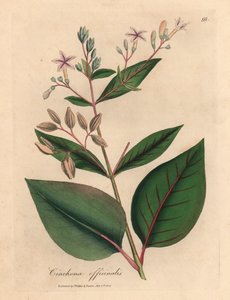 Rosablomstret peruansk barktre, Cinchona officinalis, fra en botanisk illustrasjon av James Sowerby fra William Woodville og Sir William Jackson Hookers "Medical Botany" 1832 (håndfarget kobberstikk) av James (after) Sowerby