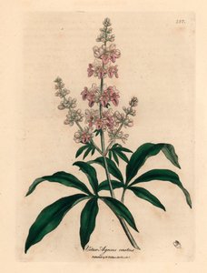 Rosa blomstret kyskt tre, Vitex agnus castus, fra en botanisk illustrasjon av James Sowerby fra William Woodville og Sir William Jackson Hookers "Medical Botany" 1832 (håndfarget kobberstikk) av James (after) Sowerby