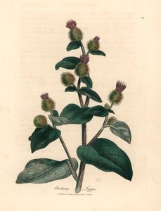 Lilla blomstret burdock, Arctium lappa, fra en botanisk illustrasjon av James Sowerby fra William Woodville og Sir William Jackson Hookers "Medical Botany" 1832 (håndfarget kobberstikk) av James (after) Sowerby