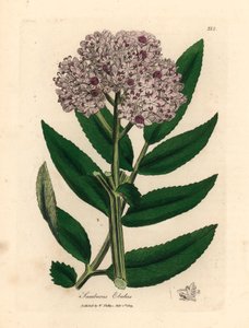 Lillablomstret dverghylletre, Sambucus ebulus, fra en botanisk illustrasjon av James Sowerby fra William Woodville og Sir William Jackson Hookers "Medical Botany" 1832 (håndfarget kobberstikk)