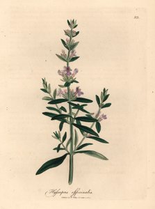 Lilla blomstret isop, Hyssopus officinalis, fra en botanisk illustrasjon av James Sowerby fra William Woodville og Sir William Jackson Hookers "Medical Botany" 1832 (håndfarget kobberstikk) av James (after) Sowerby