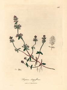 Lillablomstret villtimian, Thymus serpyllum, fra en botanisk illustrasjon av James Sowerby fra William Woodville og Sir William Jackson Hookers "Medical Botany" 1832 (håndfarget kobberstikk) av James (after) Sowerby