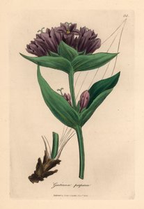 Lilla gentian, Gentiana purpurea, fra en botanisk illustrasjon av James Sowerby fra William Woodville og Sir William Jackson Hookers "Medical Botany" 1832 (håndfarget kobberstikk)