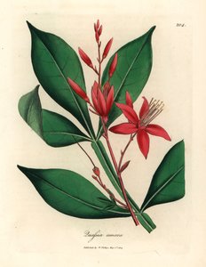 Rødblomstret bitter quassia, Quassia amara, fra en botanisk illustrasjon av James Sowerby fra William Woodville og Sir William Jackson Hookers "Medical Botany" 1832 (håndfarget kobberstikk) av James (after) Sowerby