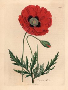 Rød eller maisvalmue, Papaver rhoeas, fra en botanisk illustrasjon av James Sowerby fra William Woodville og Sir William Jackson Hookers "Medical Botany" 1832 (håndfarget kobberstikk) av James (after) Sowerby