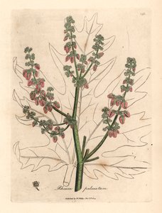 Rubarbblomster og stilk, bladomriss, Rheum palmatum, fra en botanisk illustrasjon av James Sowerby fra William Woodville og Sir William Jackson Hookers "Medical Botany" 1832 (håndfarget kobberstikk) av James (after) Sowerby