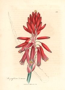 Socotorine aloe, Aloe perfoliata socotorina, fra en botanisk illustrasjon av James Sowerby fra William Woodville og Sir William Jackson Hookers "Medical Botany" 1832 (håndfarget kobberstikk)