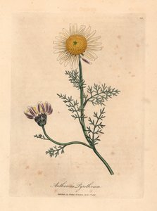 Hvit og gul spansk kamille, Anthemis pyrethrum, fra en botanisk illustrasjon av James Sowerby fra William Woodville og Sir William Jackson Hookers "Medical Botany" 1832 (håndfarget kobberstikk) av James (after) Sowerby
