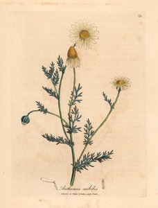Hvit og gul blomstret kamille, Anthemis nobilis, fra en botanisk illustrasjon av James Sowerby fra William Woodville og Sir William Jackson Hookers "Medical Botany" 1832 (håndfarget kobberstikk) av James (after) Sowerby