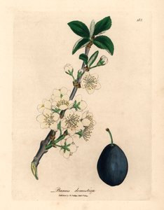 Hvit blomst og frukt av plomme- eller svisketreet, Prunus domestica, fra en botanisk illustrasjon av James Sowerby fra William Woodville og Sir William Jackson Hookers "Medical Botany" 1832 (håndfarget kobberstikk)
