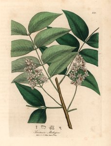 Hvitt blomstret mahognitre, Swietenia mahogani, fra en botanisk illustrasjon av James Sowerby fra William Woodville og Sir William Jackson Hookers "Medical Botany" 1832 (håndfarget kobberstikk) av James (after) Sowerby