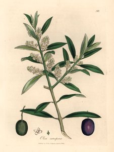 Hvitblomstret europeisk oliventre med frukt, Olea europaea, fra en botanisk illustrasjon av James Sowerby fra William Woodville og Sir William Jackson Hookers "Medical Botany" 1832 (håndfarget kobberstikk) av James (after) Sowerby