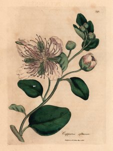Hvitblomstret kapersbusk, Capparis spinosa, fra en botanisk illustrasjon av James Sowerby fra William Woodville og Sir William Jackson Hookers "Medical Botany" 1832 (håndfarget kobberstikk) av James (after) Sowerby