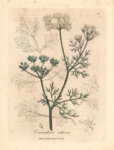 Hvitblomstret koriander, Coriandrum sativum, fra en botanisk illustrasjon av James Sowerby fra William Woodville og Sir William Jackson Hookers "Medical Botany" 1832 (håndfarget kobberstikk)