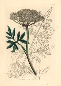 Hvitblomstret vannhemlock, Cicuta virosa , fra en botanisk illustrasjon av James Sowerby fra William Woodville og Sir William Jackson Hookers "Medical Botany" 1832 (håndfarget kobberstikk) av James (after) Sowerby