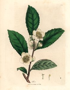 Hvite blomster og grønne teblader, Thea bohea, Camellia sinensis, fra en botanisk illustrasjon av James Sowerby fra William Woodville og Sir William Jackson Hookers "Medical Botany" 1832 (håndfarget kobberstikk)