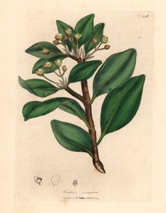 Winter's bark tree, Wintera aromatica, Drimys winteri, fra en botanisk illustrasjon av James Sowerby fra William Woodville og Sir William Jackson Hookers "Medical Botany" 1832 (håndfarget kobberstikk)