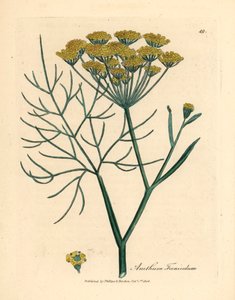 Gulblomstret fennikel, Anethum foeniculum, fra en botanisk illustrasjon av James Sowerby fra William Woodville og Sir William Jackson Hookers "Medical Botany" 1832 (håndfarget kobberstikk)