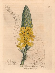 Gulblomstret stor bredbladet mullein, Verbascum thapsus, fra en botanisk illustrasjon av James Sowerby fra William Woodville og Sir William Jackson Hookers "Medical Botany" 1832 (håndfarget kobberstikk)
