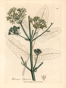 Gulblomstret opopanax eller grov pastinak, Pastinaca opopanax, fra en botanisk illustrasjon av James Sowerby fra William Woodville og Sir William Jackson Hookers "Medical Botany" 1832 (håndfarget kobberstikk) av James (after) Sowerby