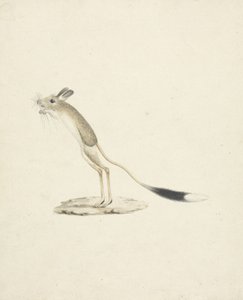 Jerboa nr. 4 (wc over grafitt på papir) av James 1730 94 Bruce