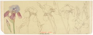 Botaniske studier, 1900-30 (wc på papir) av James Atherton