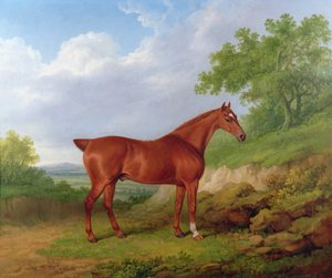 Kastanjejeger i et landskap
