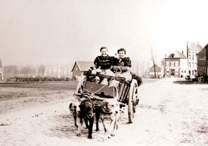 Hunder som trekker kvinner på en vogn, Antwerpen, 1898.