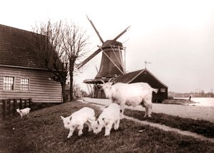Geiter, Laandam, Nederland, 1898. av James Batkin