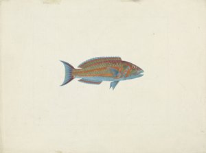 En fisk, El Hudderi Imbo (gouache over grafitt på papir) av James Bruce