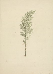 Arundinaria alpine K. Schum. (African Bamboo): ferdig tegning av vane med røtter av James Bruce